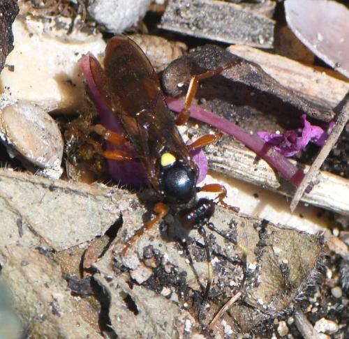 Obtusodonta equitatoria